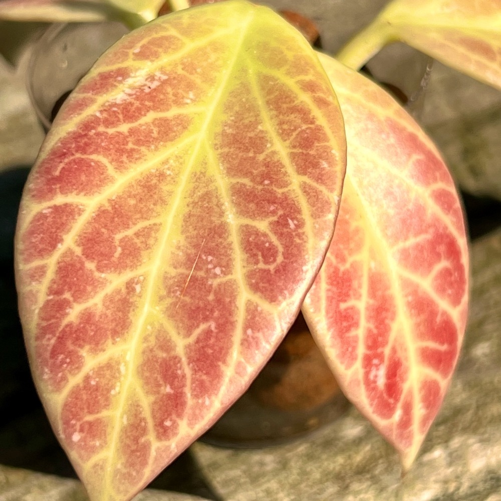 Hoya sunrise rooted cutting